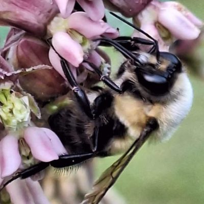 bee cropped